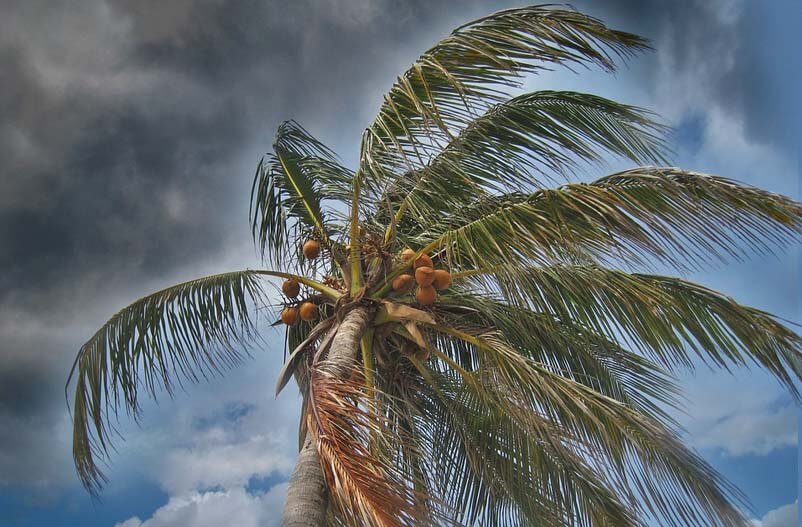 Tampa Areas Most Trusted Storm Protection Company